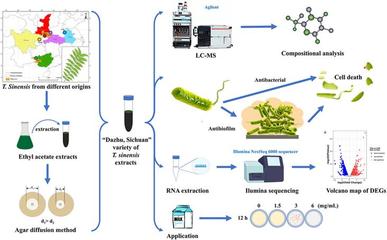 生命科學學院夏險副教授團隊于國際TOP期刊發(fā)表重要研究成果，引領(lǐng)自然科學前沿探索